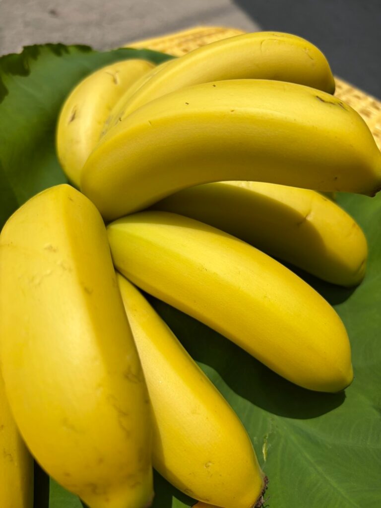 国産バナナ「グロスミッシェル」が黄色くなり食べ頃になった写真。出荷段階。